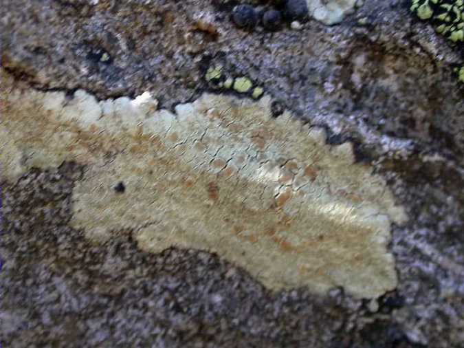 Lecanora sulphurea (Hoffm.) Ach.