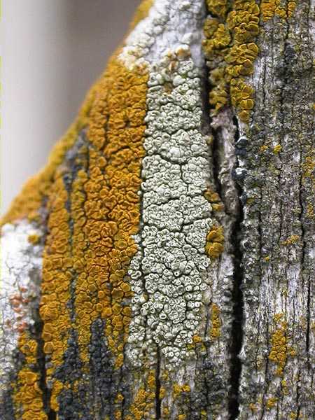 Lecanora Varia (Hoffm.) Ach