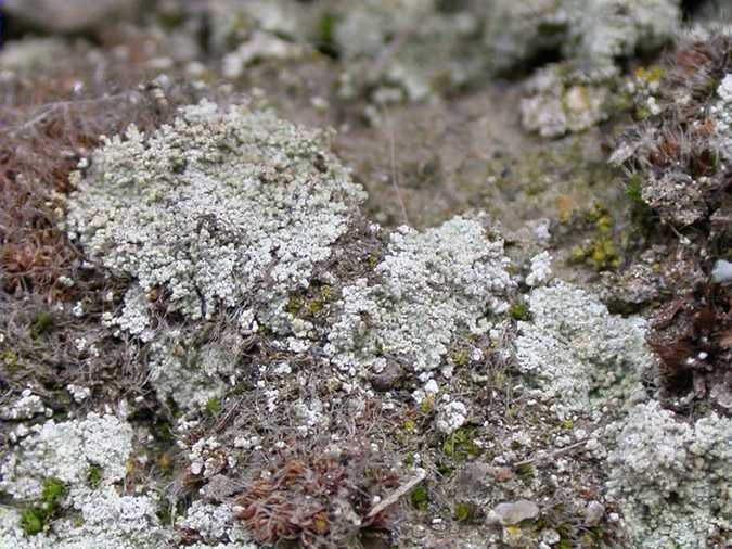 Leprocaulon microscopicum (Will.) D. Hawksw.