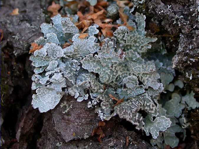 Parmelia sulcata Taylor