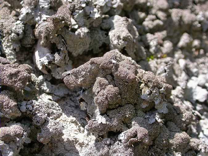 Xanthoparmelia loxodes (Duby) O. Blanco, A. Crespo, Elix, D. Hawlsw. & Lumbsch