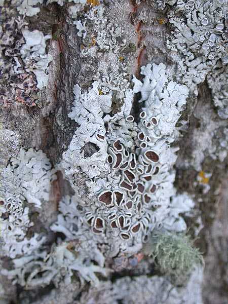 Parmelina quercina (Willd.) Hale