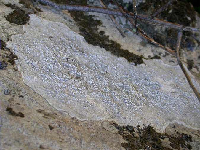 Pertusaria amara (Ach.) Nyl. var. flotowiana