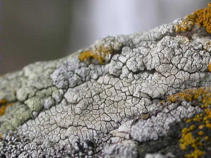 Pertusaria pertusa (Weigl.) Tuck.