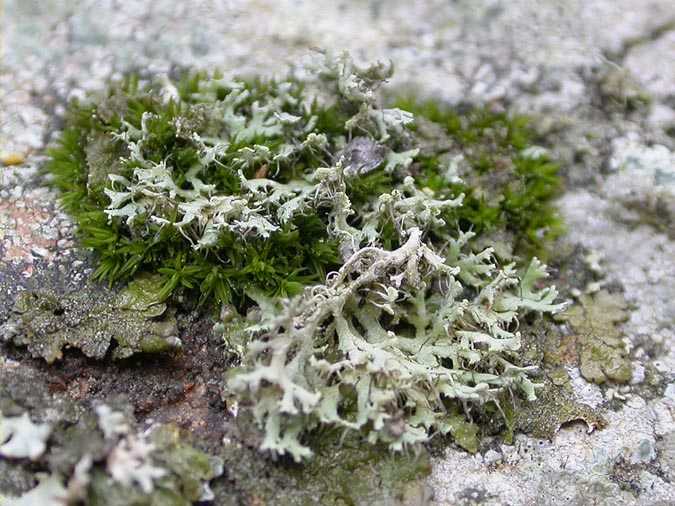 Physcia tenella (Scope) DC