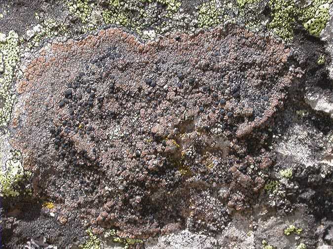 Protoparmelia badia (Hoffm.) Hafellner
