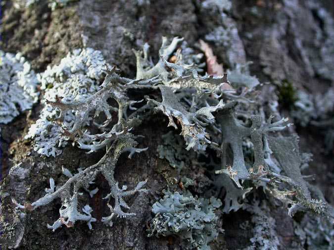 Pseudevernia furfuracea (L.) Zopf.