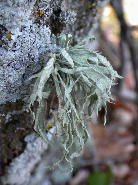 Ramalina fraxinea (L.) Ach.