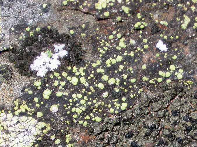 Rhizocarpon ridescens (Nyl,) Zahlbr.