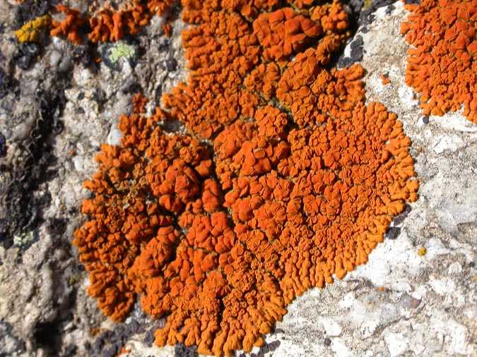 Xanthoria elegans (Link.) Th. Fr.