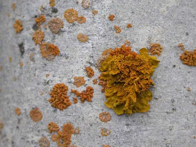 Xanthoria elegans (Link.) Th. Fr.et Caloplaca saxicola (Hoffm.) Nordin