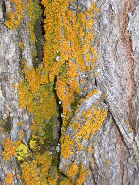 Xanthoria fallax (Hepp) Arnold