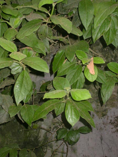 Follao ( Viburnum rigidum Vent.)