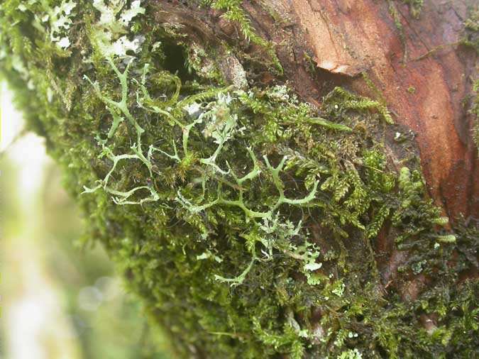 Heterodermia leucomelos (L.) Poelt