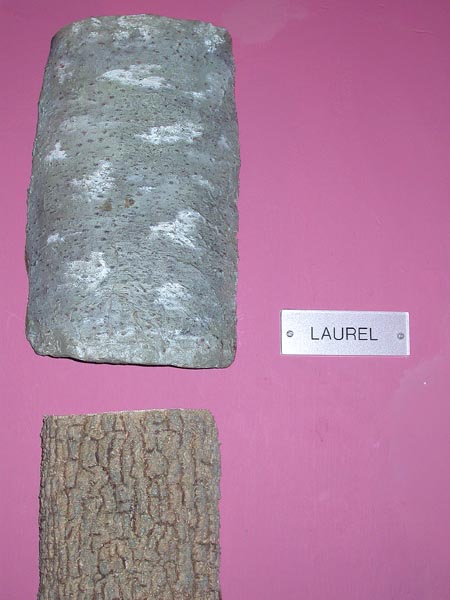 Corteza de laurel (Laurus azorica (Seub.) Franco)