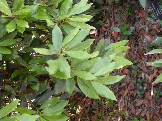 Laurel o "Loro" ( Laurus azorica (Seub.) Franco)