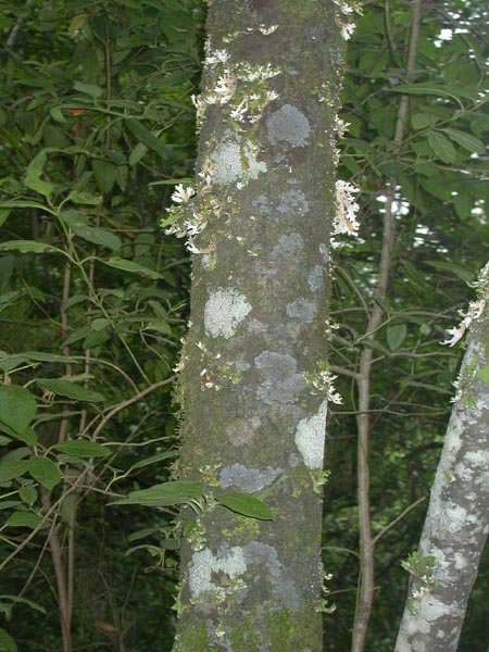 Lobarion, Monte del Agua, Erjos