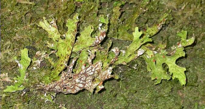 Lobaria pulmonaria  (L.) Hoffm.