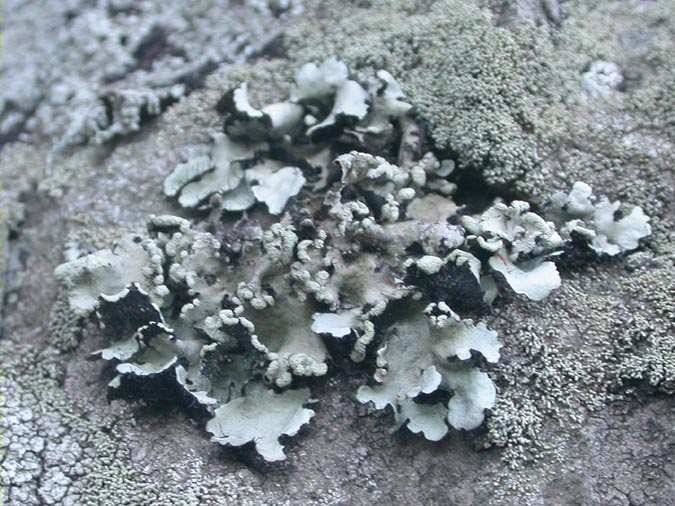 Parmotrema chinense y Leprocaulon microscopicum