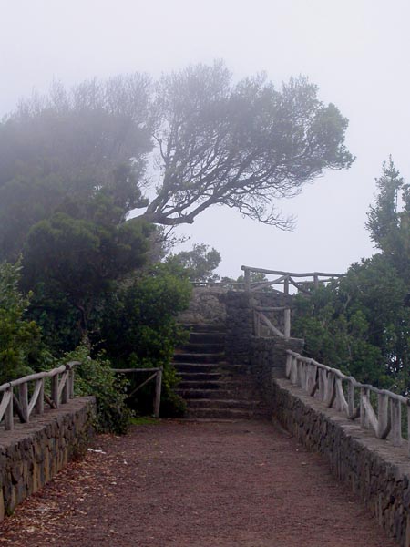 Brezo (Erica arborea L.)