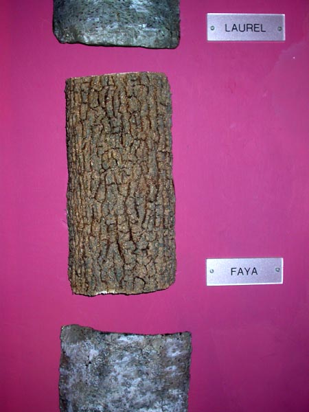 Corteza de faya (Myrica faya)
