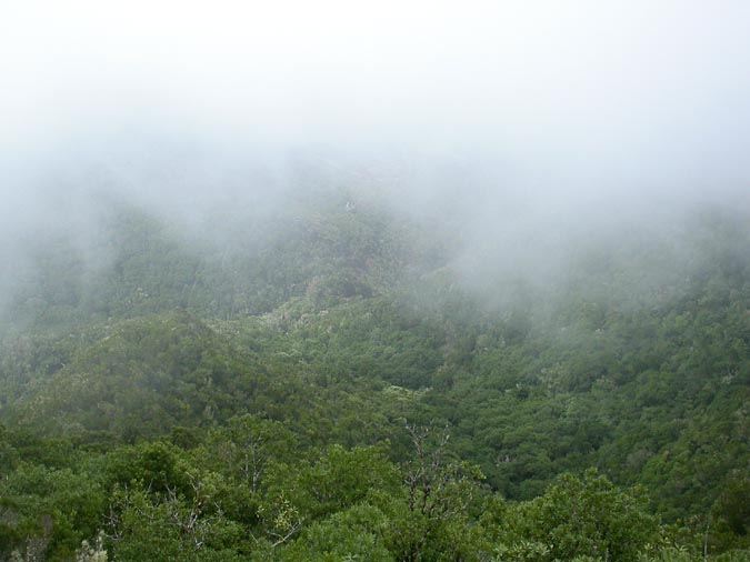 Paisaje de laurisilva