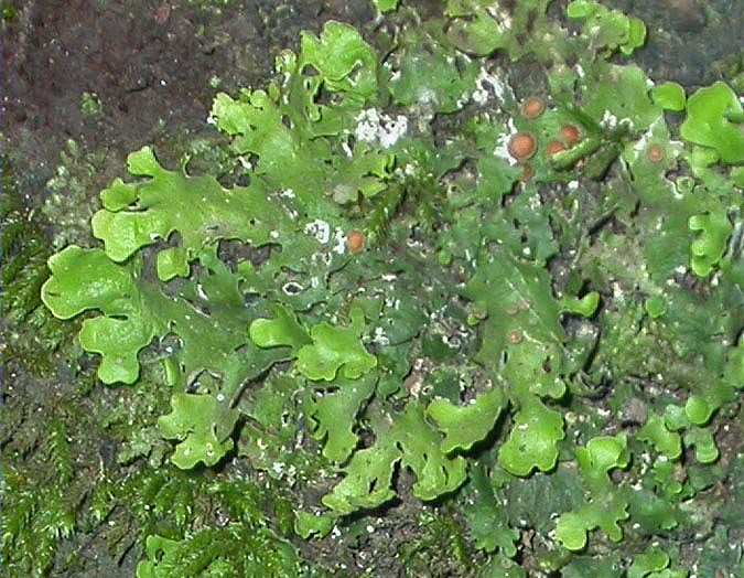 Cefalodios de Lobaria virens (With.) J.R. Laundon