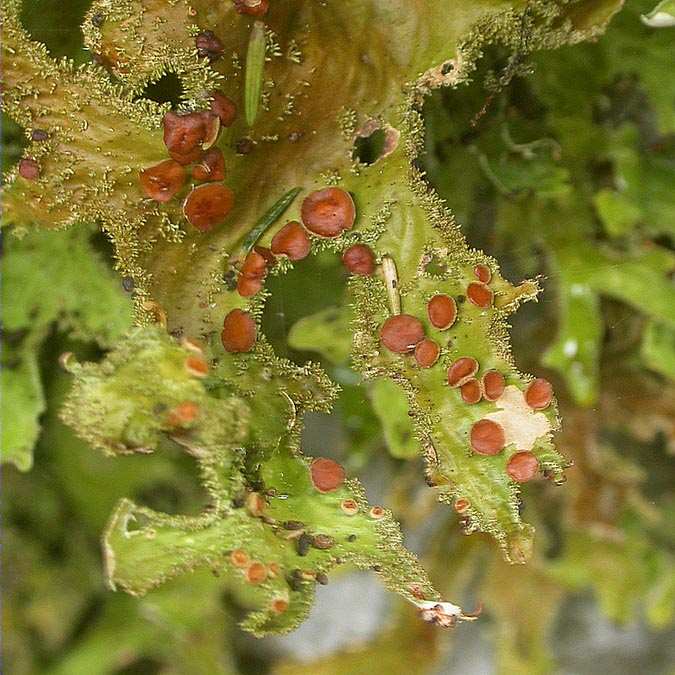 Lobaria pulmonaria (L.) Hoffm