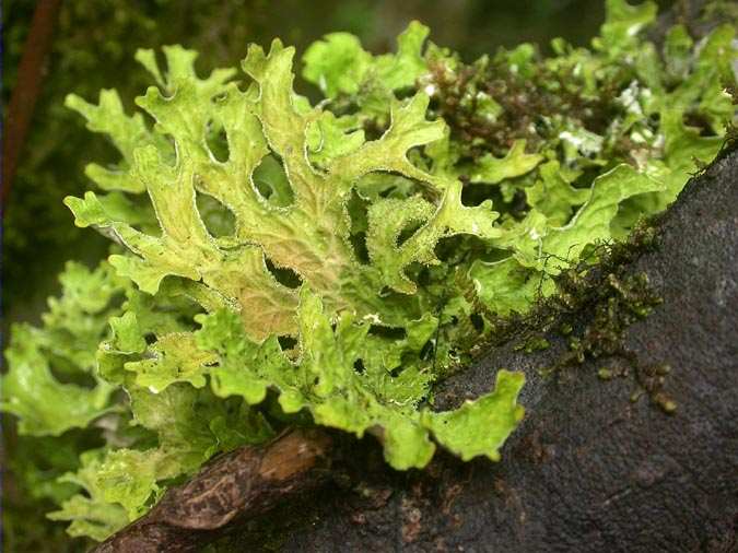 Lobaria pulmonaria (L.) Hoffm.