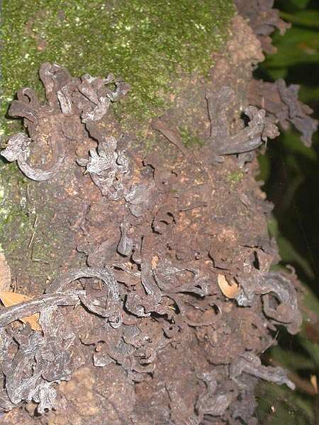 Madre del loro (Exobasidium lauri)