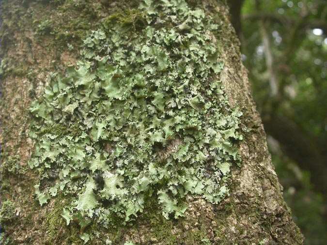 Parmotrema arnoldii (Du Rietz) Hale