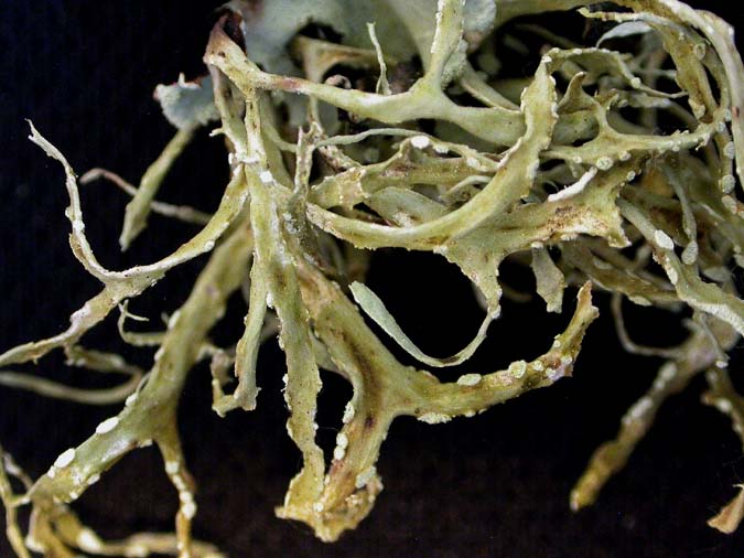 Ramalina farinacea (L.) Ach.