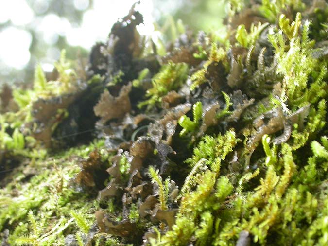 Sticta canariensis (Ach.) Bory ex Delise morfotipo con cianobacterias (=Sticta dufourii Delise)