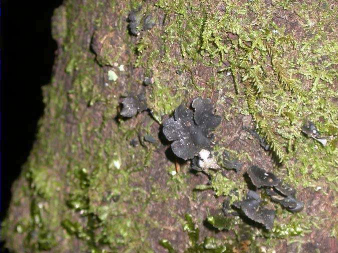 Sticta fuliginosa (Hoffm.) Ach.