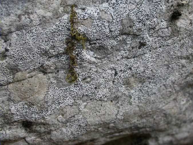 Bagliettoa limborioides A. Massal (=Verrucaria limbarioides)