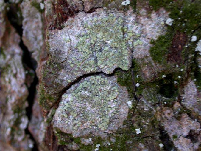 Buellia griseovirens (Tourner et Borrer ex Sm.) Almb.