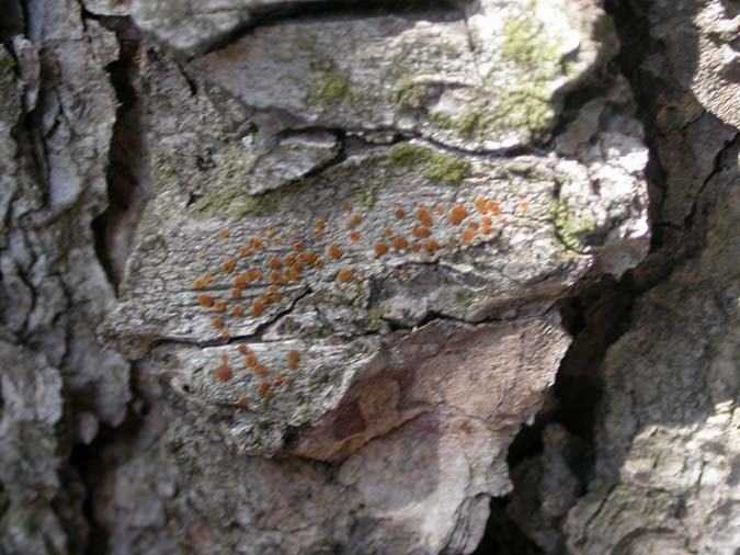 Caloplaca hungarica H. Magn. (=Caloplaca ferruginea var. hungarica)