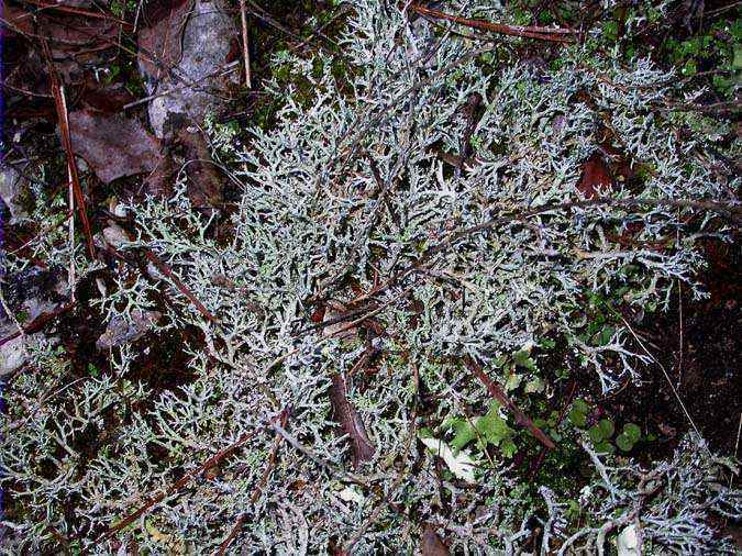 Cladonia rangiformis Hoffm var. pungens (Ach.) Vain