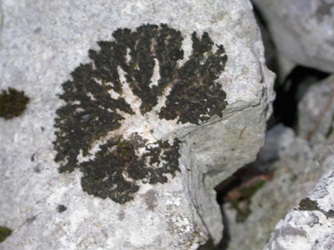 Collema cristatum (L.) F.H. Wigg.