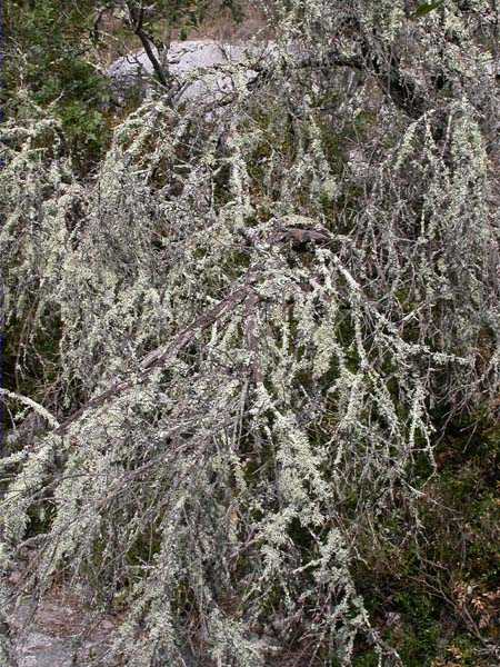 Evernia prunastri (L.) Ach.