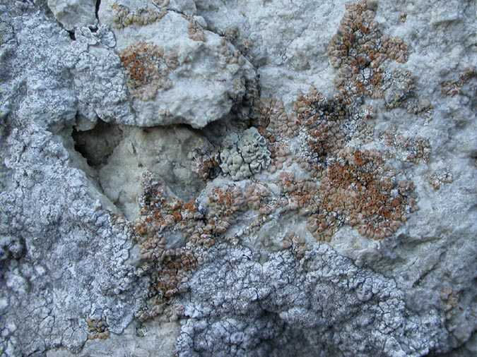 Lecanora reuteri (Trevis) Schaer et Caloplaca arnoldii (Wedd.) Zahlbr. ex Gihzb.