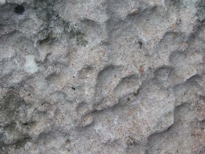 Protoblstenia calva var. sanguinea (Arnold) Cl. Roux