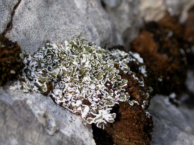 Squamarina concrescens (Müll., Arg.) Poelt