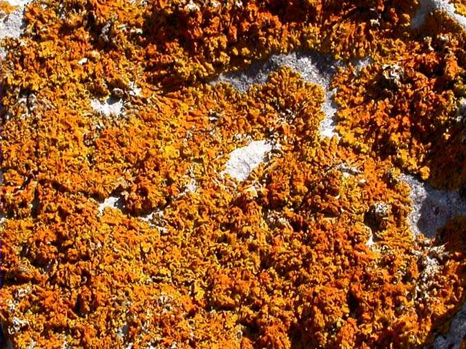 Xanthoria calcicola Oksner