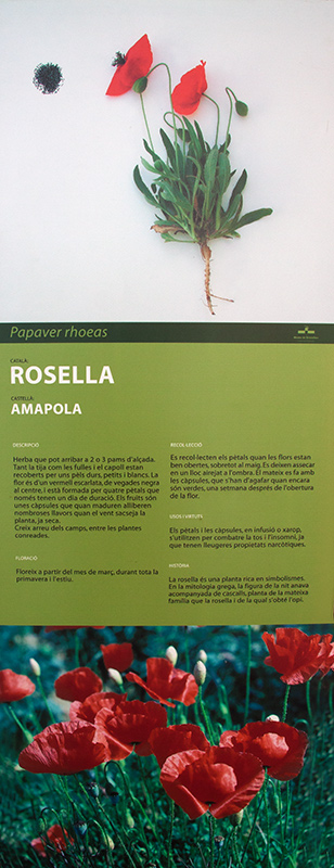Cartell: Rosella (Papaver rhoeas)