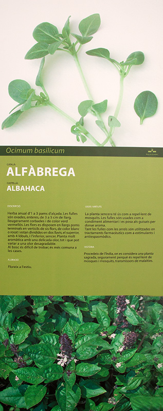 Cartell: Alfàbrega.( Ocimum basilicum )