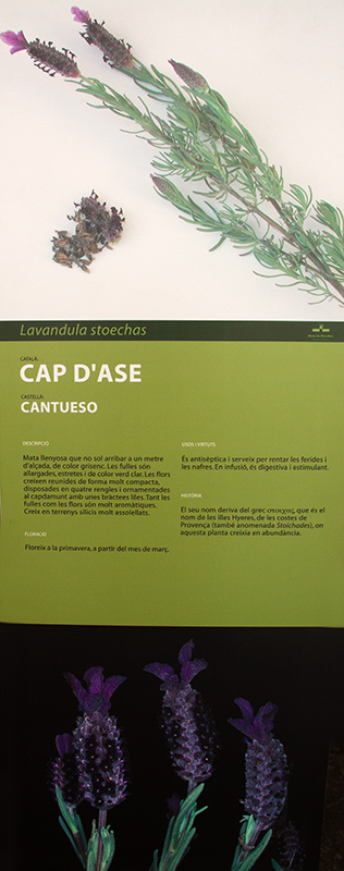 Cartell: Cap d'ase:  (Lavandula stoechas)