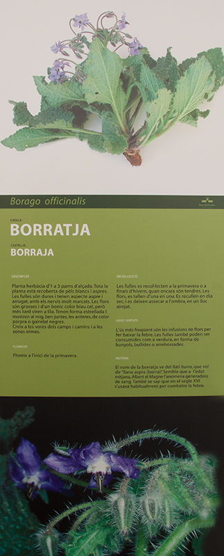 Cartell: Borratja  (Borago officinalis)