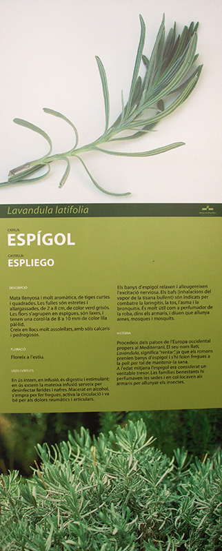 Cartell: Espígol (Lavandula Latifolia)