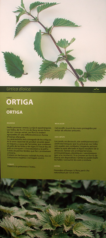 Cartell: Ortiga (Urtica dioica )